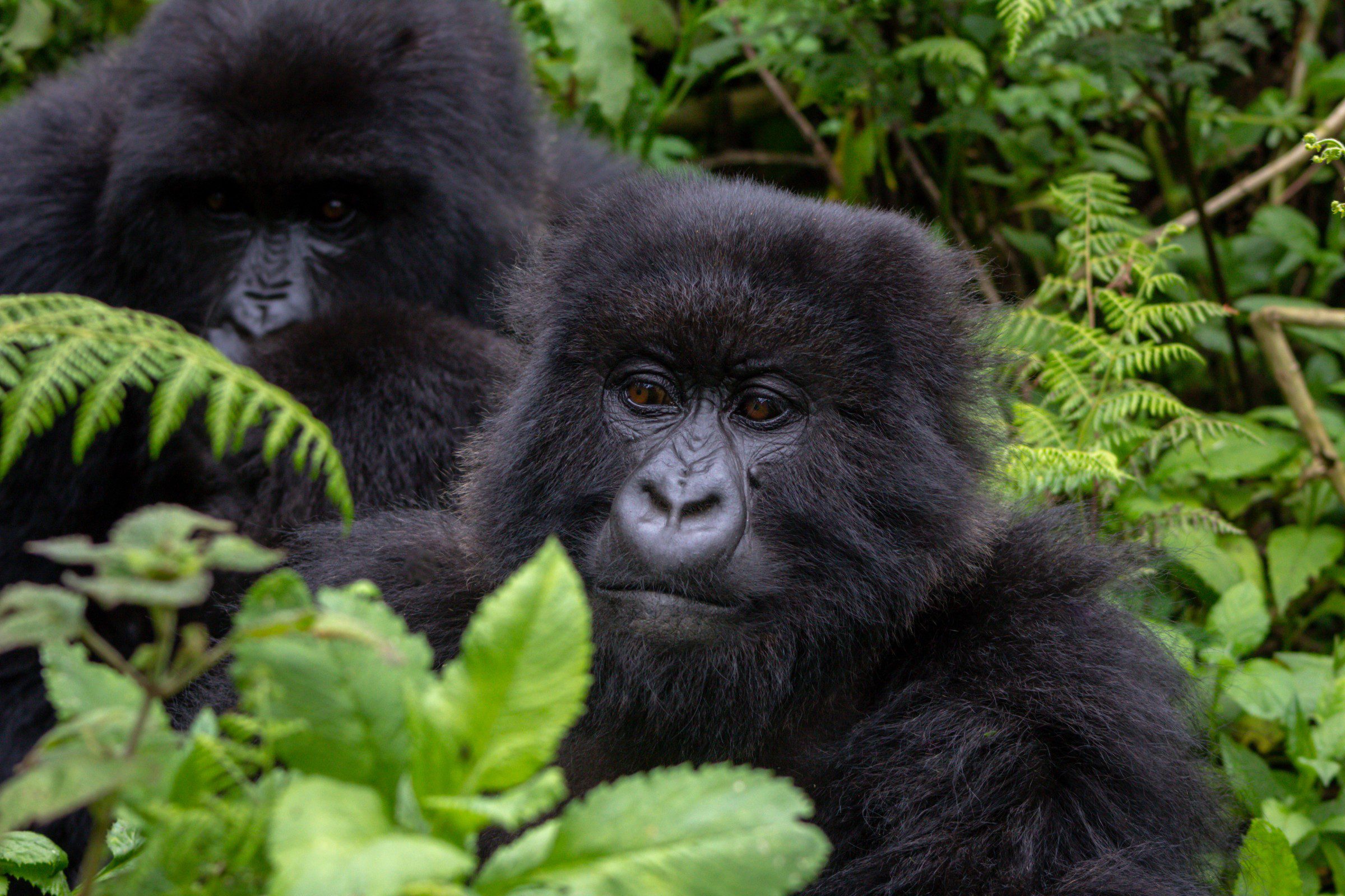 Group of mountain gorillas
