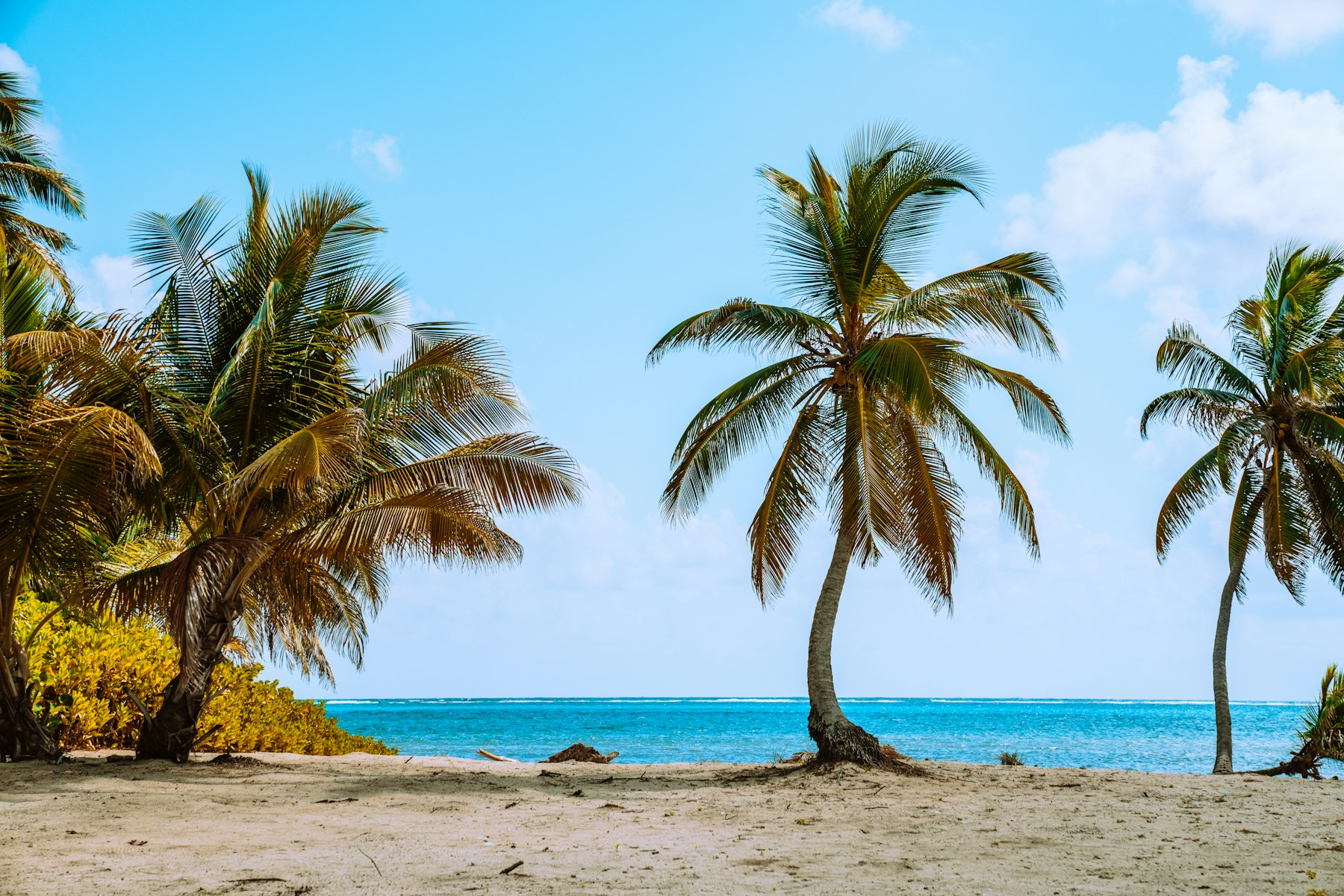 Palm tree beside calm turquoise sea in Belize