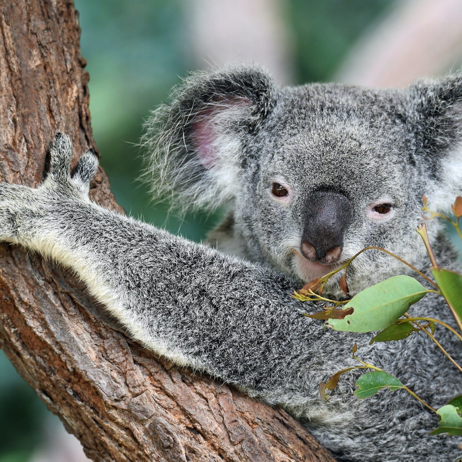 Australia Koala