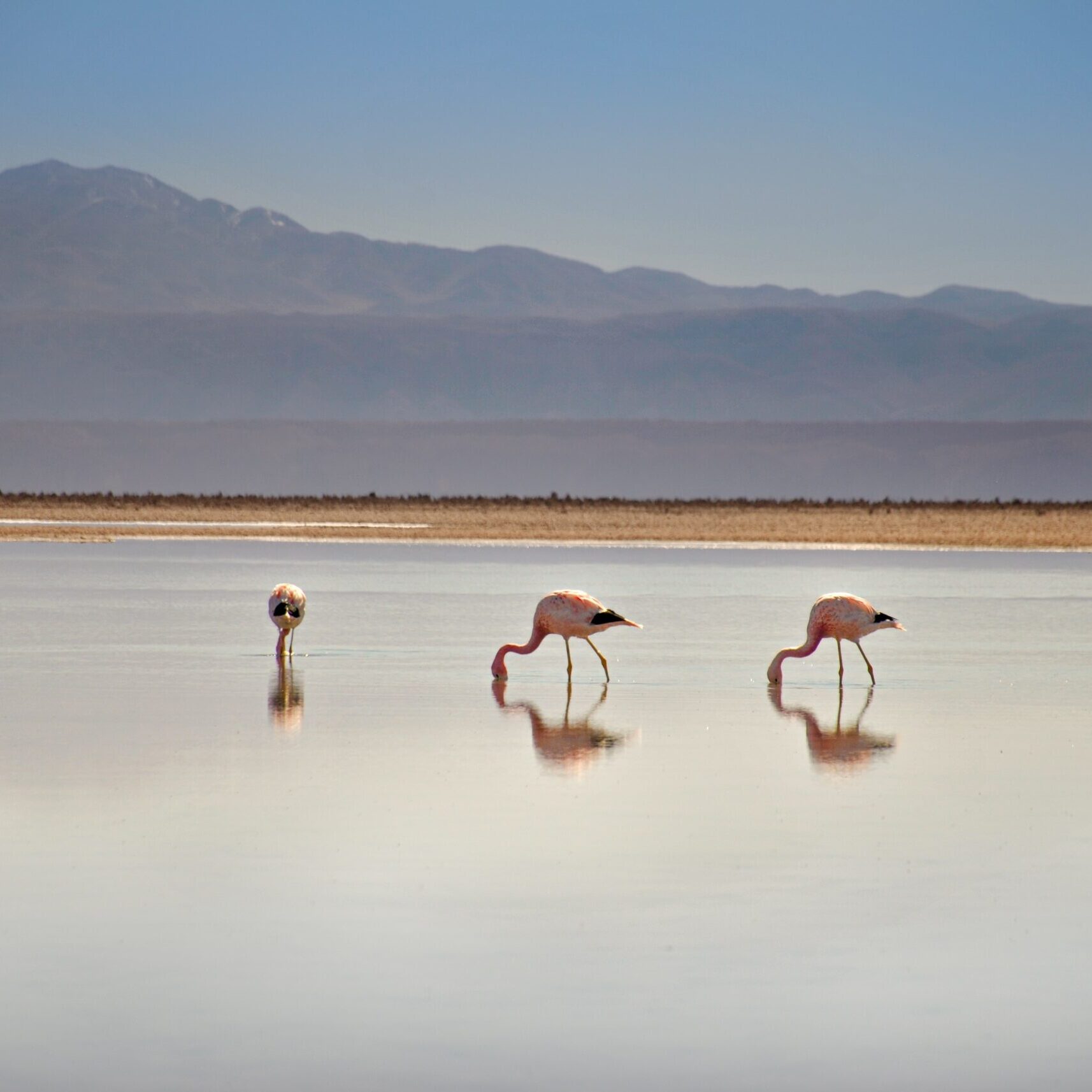 Chile-Atacama-Desert-South-America-