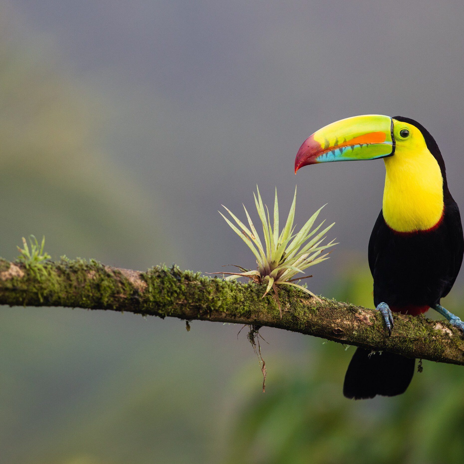 CostaRica Bird