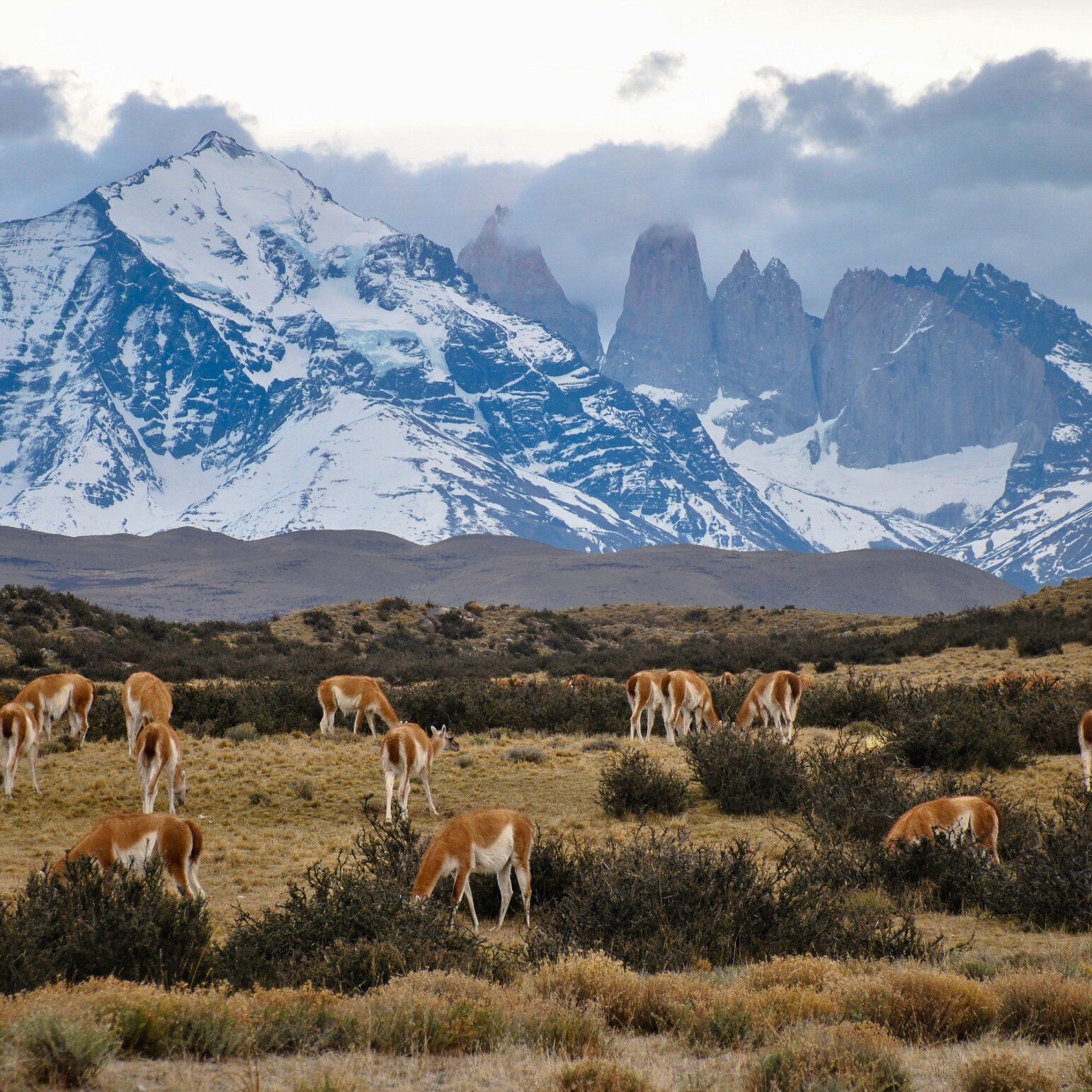 Patagonia Wine Region