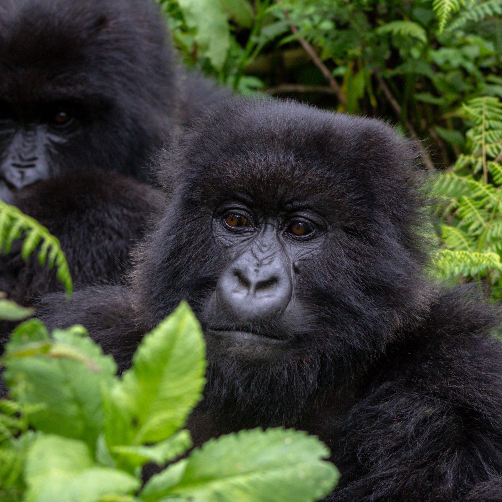 Group of mountain gorillas