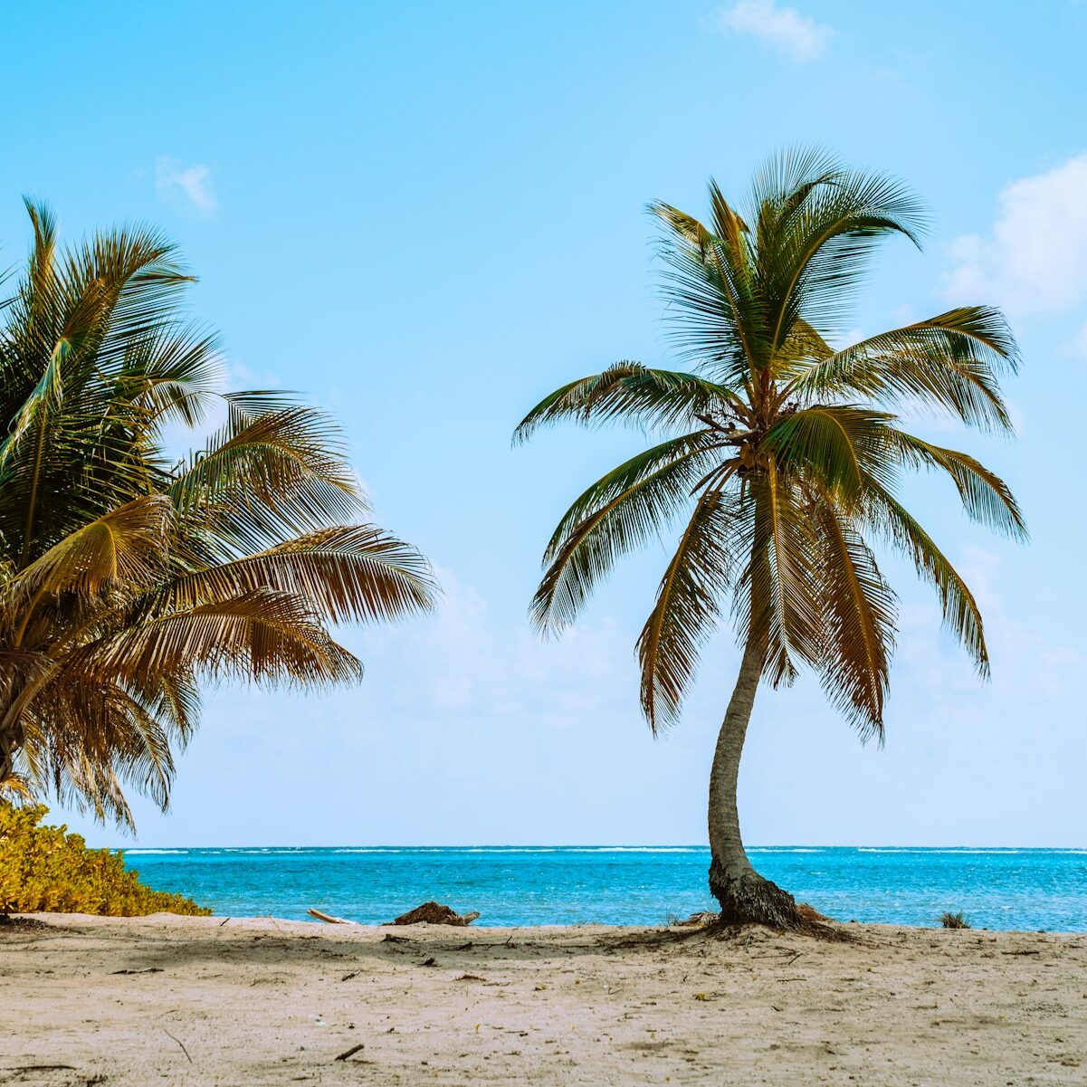Palm tree beside calm turquoise sea in Belize