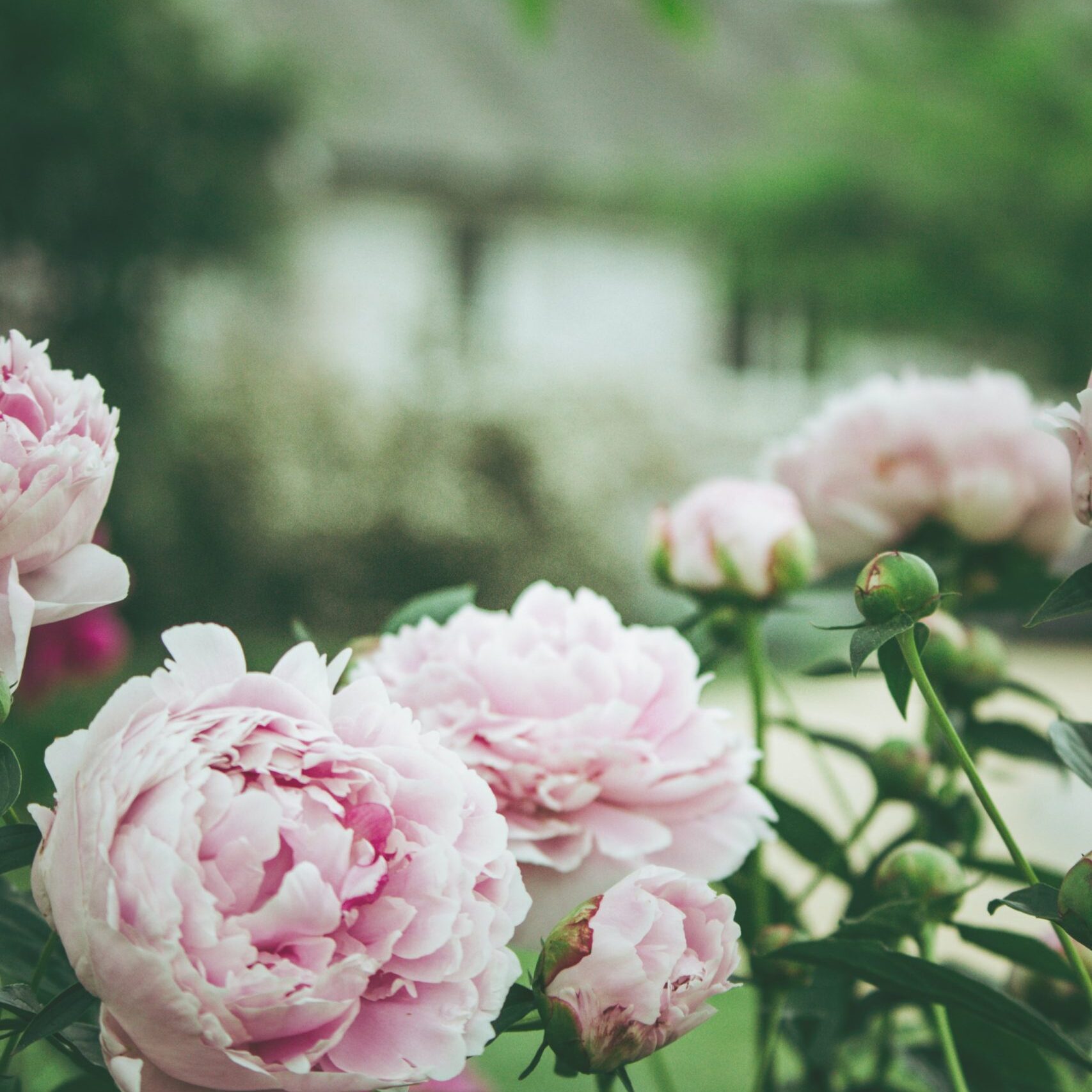 flowers in english garden