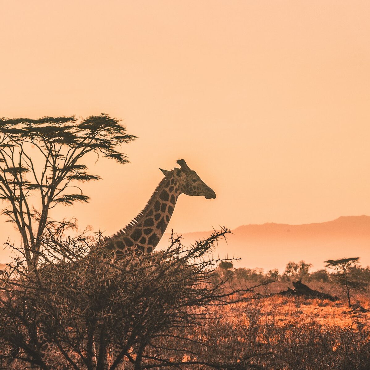 A giraffe beside an acacia tree on the African savanna in soft golden light