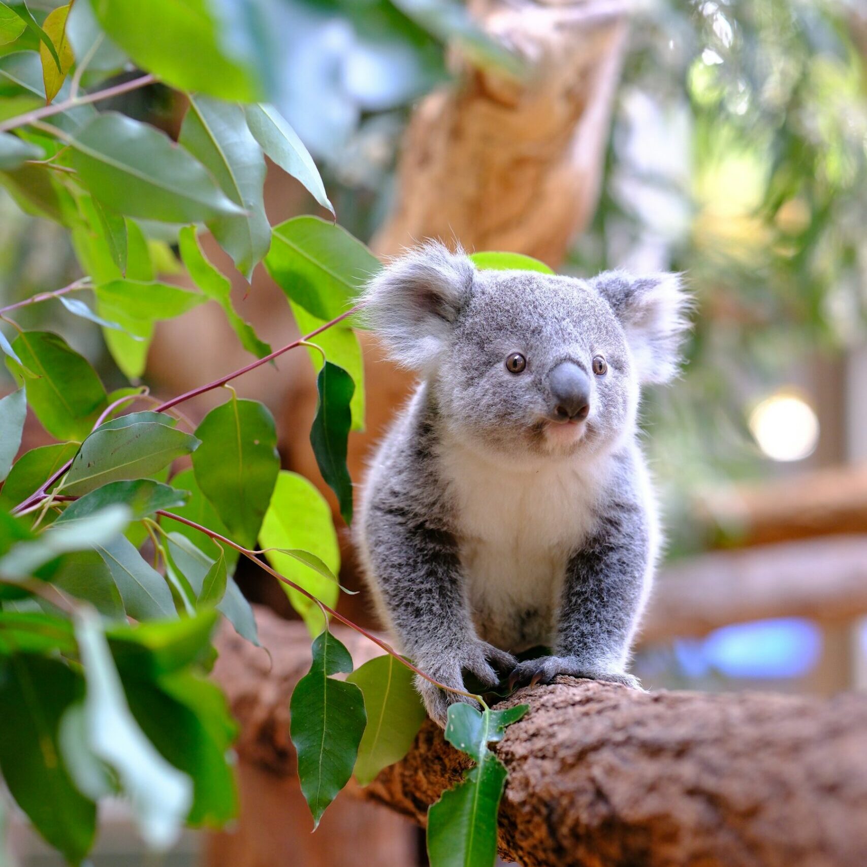 Young koala on a branch